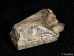 Partial Tyrannosaurid Tooth - T-Rex #3006-2